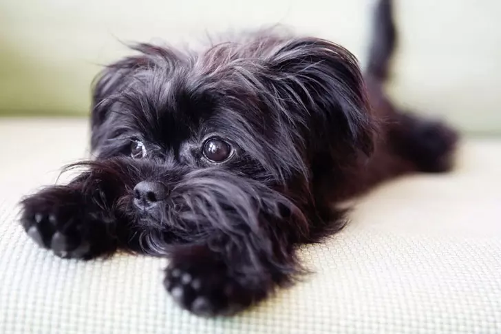 Affenpinscher