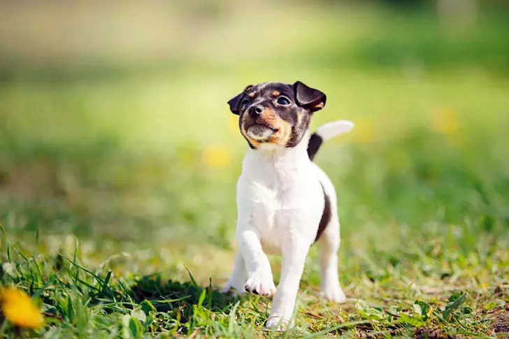 Toy Fox Terrier