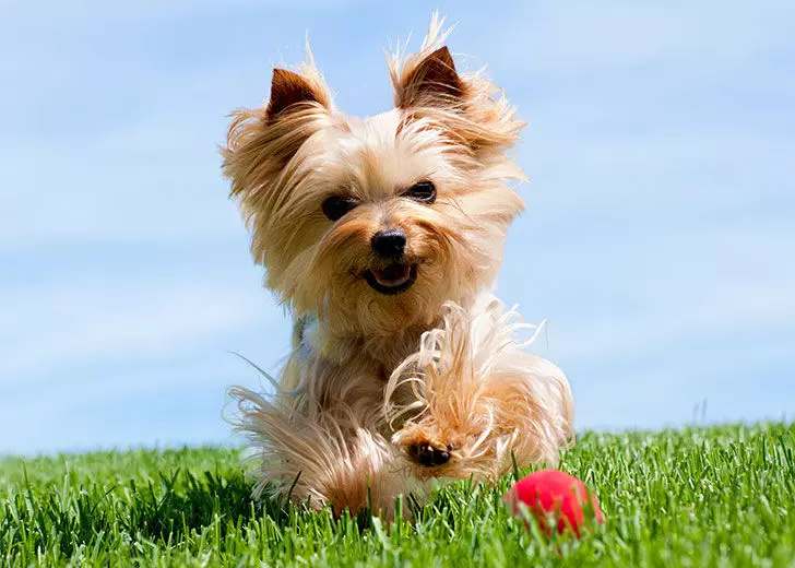 Yorkshire Terrier