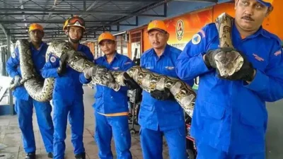 These Workers Found A Giant Snake – You Won’t Believe What They Found Inside!